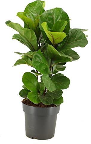 DECOALIVE Planta Natural Ficus Lyrata Higuera Hoja de Violín,8435712007979