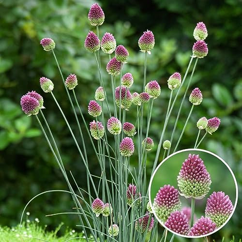 Plant in a Box - Allium Sphaerocephalon - Bulbi x200 - Allium Sphaerocephalon - Bulbi da Fiore per Giardino, Terrazza o Balcone