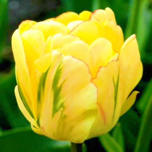 FKGNQS Bulbos De TulipáN-TulipáN Bulbos,Mezcla De Bulbos De Tulipán,Creciendo En Macetas,Bulbos De Plantas-8Bulbos-d