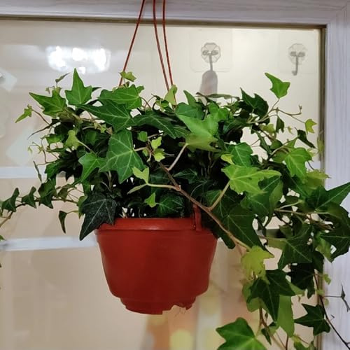Semi di edera, Le da balcone sono rampicanti semi di regali 100pcs
