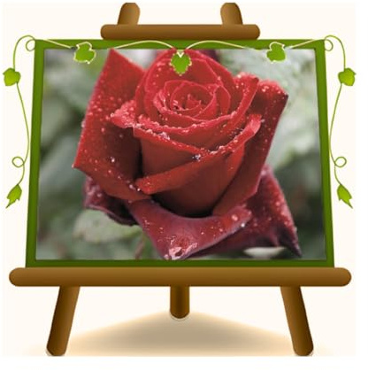 Rose Nobili Grandi Fiore Ibrido di Thea Barkarole Età 3 Anni