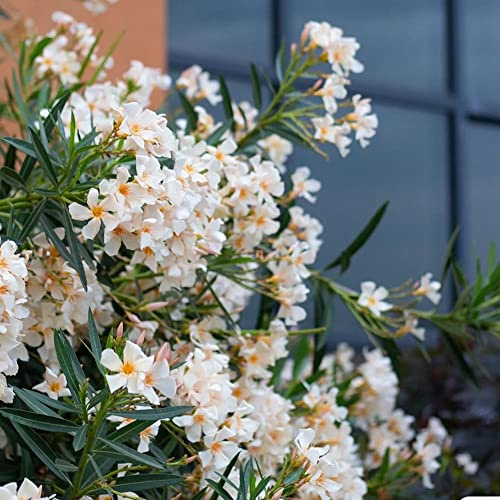semillas de adelfa - semillas de silvestres balcón variedades antiguas del jardín lugares soleados primavera resistentes 15pcs