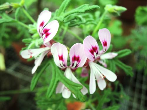Pelargonium radens/Géranium au parfum de citron/Godet