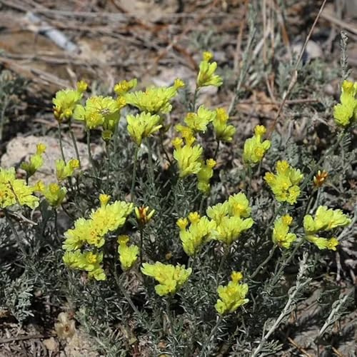 Semi di lavanda di mare - Limonium sinense, semi di aromatiche copertura del terreno per luoghi soleggiati 120pcs