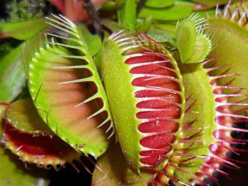 Venus Flytrap Carnivorous Houseplant in a 8.5cm Pot.Dionaea muscipula