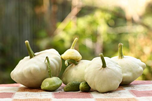 Kürbis/Patisson Custard white 25 x Premiumsamen 100% Natursamen