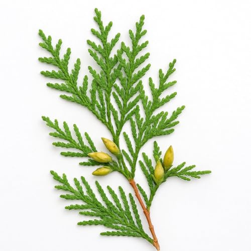 35 Graines de Thuya Géant (Thuja plicata) - SemiSauvage Permaculture - graines reproductibles