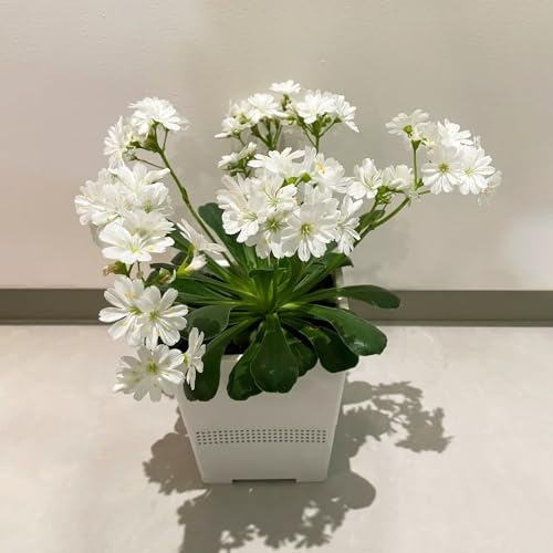 Semi di cotiledone Lewisia-Giardino decorativo,facile da piantare Semi di perenni resistenti,da giardino decorative 100pcs