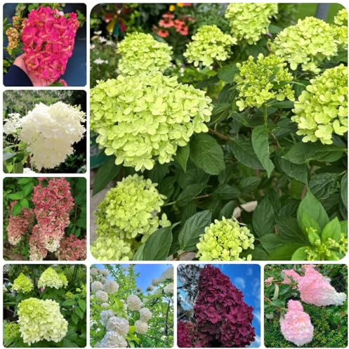 semi di ortensia pannocchia rare, decorazione del soggiorno, ortensia a pannocchia, rampicanti resistenti, biologici Decorazione da giardino 150pcs