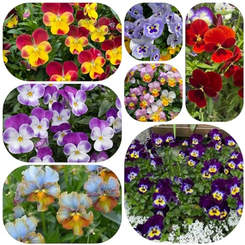 semillas de pensamiento perenne - decorativas balcón jardín resistente variedades antiguas 550pcs