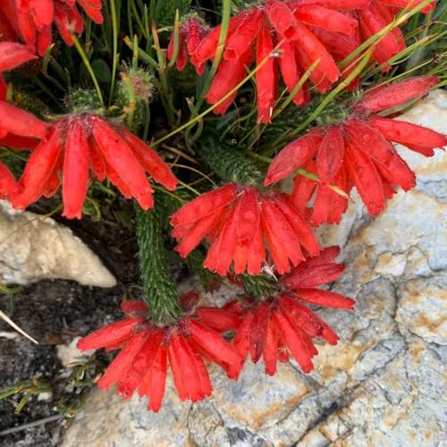 Semillas de brezo, de balcón resistentes para balcones juntos de jardín semillas de silvestres regalos 200pcs