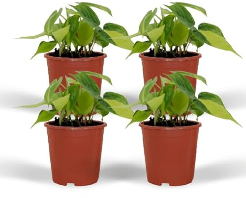 Baumfreund – Philodendron scandens „Brasil“ – 4 Pflanzen – Ø12cm – Höhe ca. 15cm – Pflegeleichte Zimmerpflanzen – Rank- & Hängepflanzen mit zweifarbigem Blattmuster