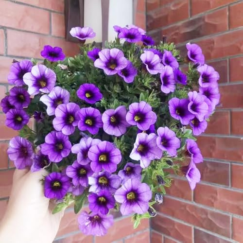 Comprar semillas de campanas mágicas - para exterior decoración balcones, perennes y resistentes comprar 30pcs
