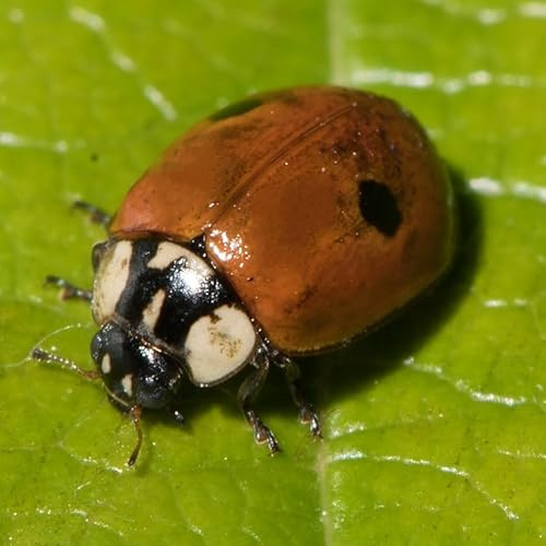 Coccinelles à 2 points anti pucerons des arbres fruitiers et ornementaux - 20 coccinelles pour 1 arbre. Traitement biologique et naturel.