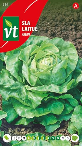 Laitue Assam Graines - Excellente laitue pommée d'été, d'un vert blond, résistante aux fortes chaleurs