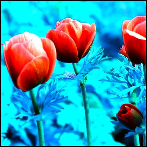 Winterhart zwiebeln, Winterhart pflanzen, Mehrjährige Blumenzwiebel ist winterhart,Blumenzwiebel Mix, Mysteriöse magische Glühbirne-3 Seltene tulpen zwiebeln