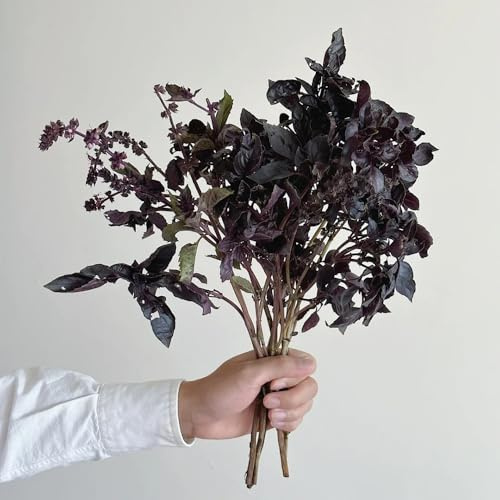 semillas de albahaca - balcón con jardín resistentes cobertura del suelo exterior 800pcs
