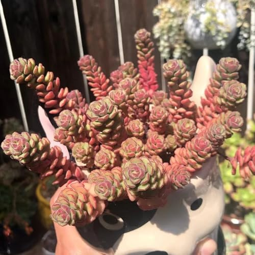 semillas de sedum resistentes - para balcón de invernadero de interior, 200pcs