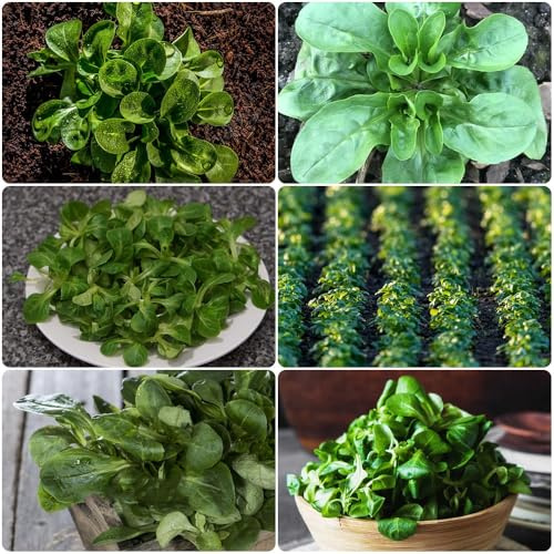 Semi di valeriana, giardino sul balcone lattuga regali per gli amanti del giardino regali sostenibili copertura del terreno 1000pcs