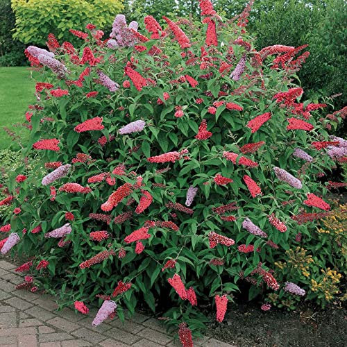 Gardeners Dream Buddleja Davidii 'Royal Red' (25-35 cm inkl. Topf) - Schmetterlingsflieder Winterhart - Winterharte Pflanzen für Garten - Winterharte Balkonpflanzen - Winterharte Kübelpflanzen