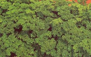 Parsley Moss Curled Petroselinum crispum 5,000 Seeds