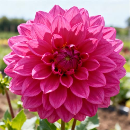 Dalias perennes para jardines - Disfrútalas durante años después de plantarlas - Fáciles de cuidar-10 PCS-F