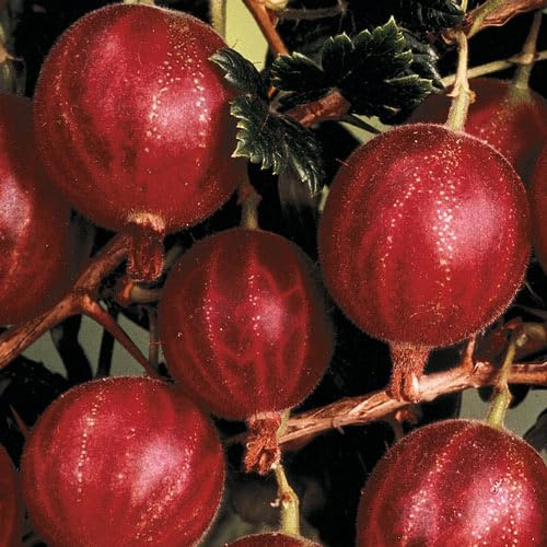 Direct Gardening Jeanne Gooseberry Bush Dormant Bare Root Fruit Bearing Starter Plant, Can't Ship to DE, MA, ME, NC, NH, NJ, RI, VA, VT, WV