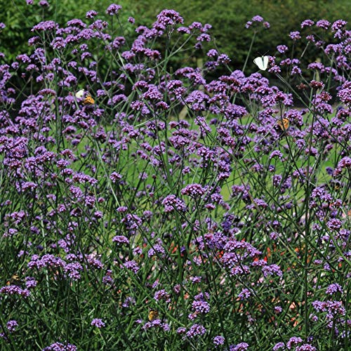 Tightly Clustered, Rich Purple Floret Outdoor Garden Flower Rich Purple Florets Verbena Buenos Aires, Hardy Perennial, 12 x Plug Plants by Thompson and Morgan (12)