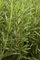 Rosmarinus officinalis 9x9 cm Topf – Immergrün, Mehrjährig, Pflegeleicht – Rosmarin – Kräuterpflanze für Beet & Kübel