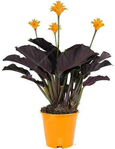 Calathea Crocata Eternal Flame Live Indoor Decorative Houseplant in 14cm Pot