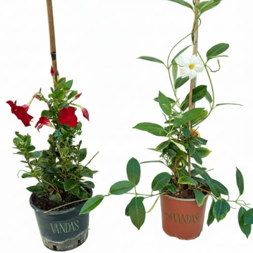 VANDAS Dipladenia – Rampicante Sempreverde | Vaso 14 cm | Fioritura Estiva Abbondate | Colori Assortiti | Made in Italy