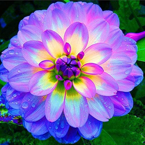 Zinnia di dalia Bulbi da fiore perenni Piantagione da giardino Decorazione da giardino