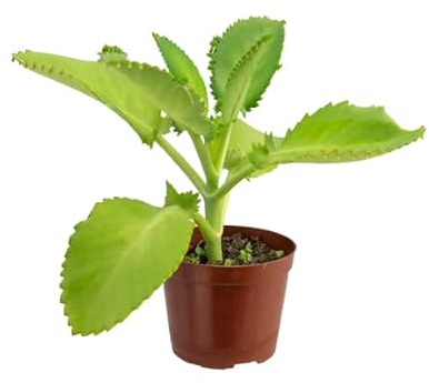 Kalanchoe Daigremontiana Planta Ecológica Embellece tu Espacio con esta Opción Ecológica