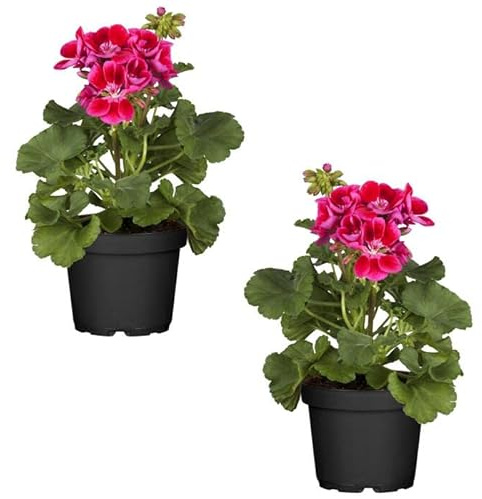 Geranium Rosa Oscuro Set 2 Plantas Naturales para el Hogar con Flores Rosas