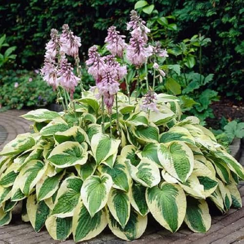 12 unità Hosta 'Francee' - Hosta Vaso 9x9cm ±1 m² - Foglie Bianche con Bordo Verde per Decorazioni Verdi