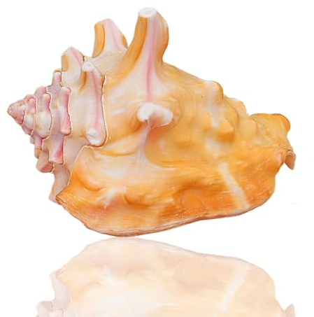Coquille de mer naturelle. Coquillages de mer rouges naturels, escargot de mer en spirale de conque océanique, coquillages de collection, coquillage décoratif, maison de bernard-l'ermite, aquarium (8-