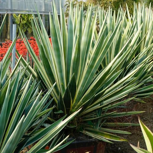 AgaveSamen, kräuterpflanzen Agave americana garten seltene balkonpflanzen geschenke für gärtner stauden winterhart mehrjährig alte sorten 250pcs