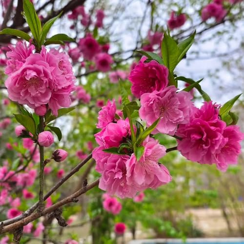 semi di prunus persica perenne - prunus persica - resistenti all'esterno da appartamento veri, mini giardino verdi, decorazioni da giardino 12pcs