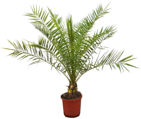 Palmier Phoenix Canariensis - (hauteur 130-150 cm environ) - Naturel Canarie, plante d'intérieur et d'extérieur - Plante vivante