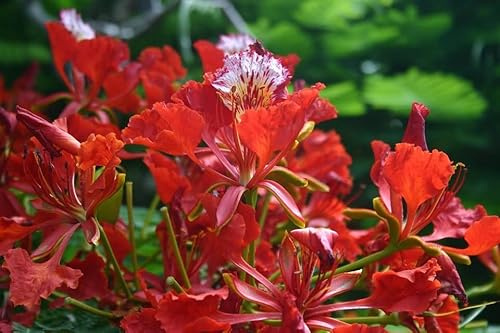 25 Semillas de Flamboyán Rojo - (Delonix Regia)