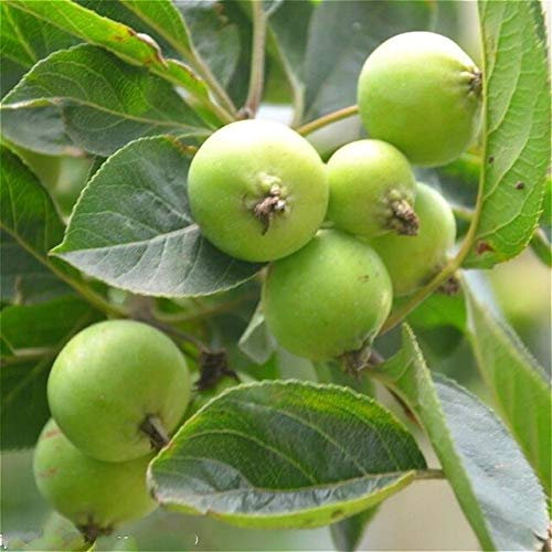 Blu: 100 Stücke Xifu Begonie Samen Seltene Topfblumensamen Für Mini Gartenpflanzen Obst Semillas Vielzahl Beenden Die Angehende Tasso 95%