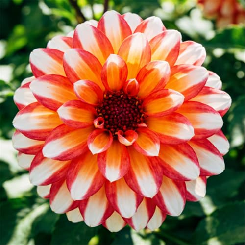 Dalia para muros de jardín/Colores intensos, paisajismo/Bulbos perennes, fácil de cultivar-4 PCS-I