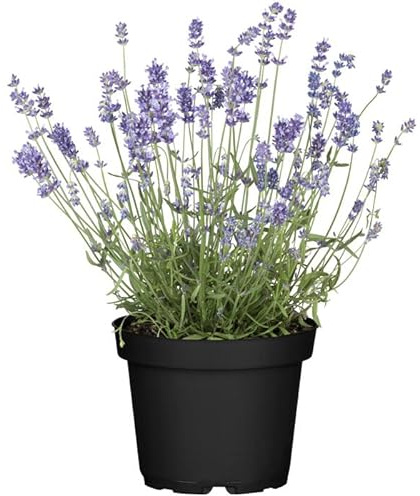 DECOALIVE Lavanda GOURMET - Planta Natural para Cocinar - Hierbas Provenzales Naturales para Huerto Urbano