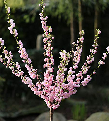 Hochstamm Mandelbäumchen 80-100cm - Prunus triloba - lebende Gartenpflanze aus den Baumschulen