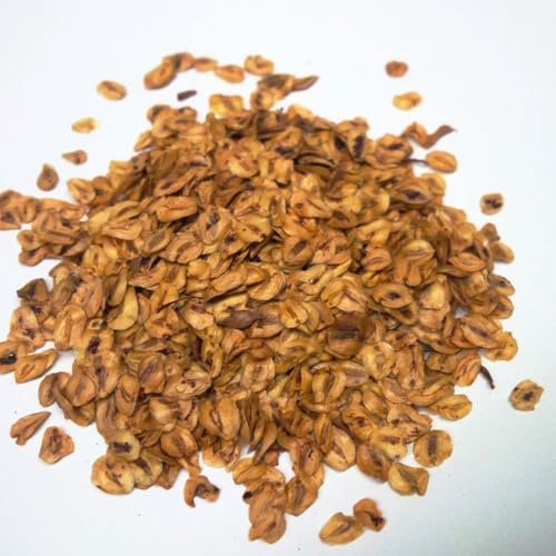 Dawn Redwood Seeds | Metasequoia glyptostroboides Tree Seeds - Trusted UK Stock, 100 Seeds