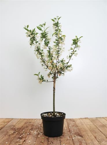 Malus 'Tina' 40-60 cm – Winterhart, Mehrjährig, Pflegeleicht – Zierapfel – Kleinbaum für Garten & Kübel