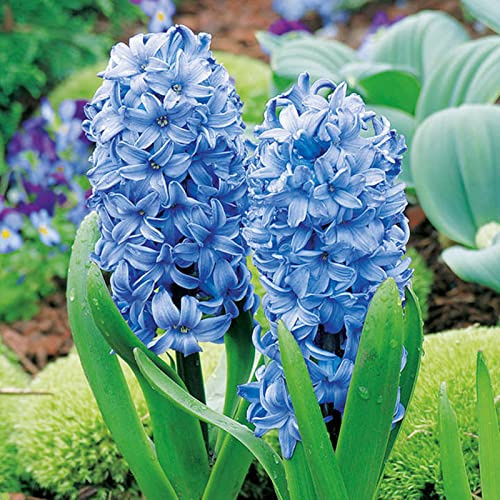 Hyacinthus Bulbi - Naturali, Freschi, Compatti, Robusti, Vitali-10 Bulbi-E