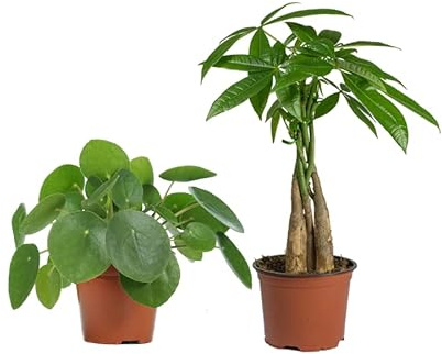 Pilea Planta del Dinero China y Pachira Aquatica - Pack 2 Plantas Vivas - Plantas del Dinero de Interior