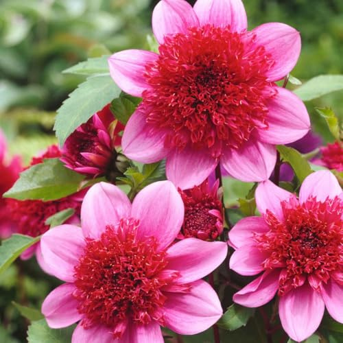 Plant in a Box - Dahlia - Dahlia ‘Blue Bayou’ - Lot de 3 tubercules - Fleur d’anémone - Floraison estivale rose lavande