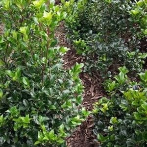 Heckenpflanzen - Set aus 18 - Stechpalme 'Heckenstar' - Hecke geeignet
